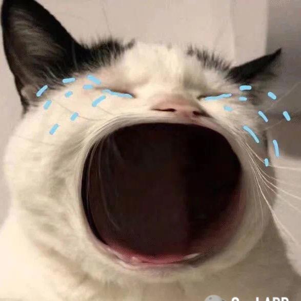 小羊今天有练琴了吗～