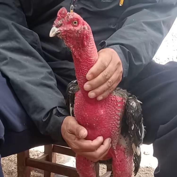 军军农副产品（小号）