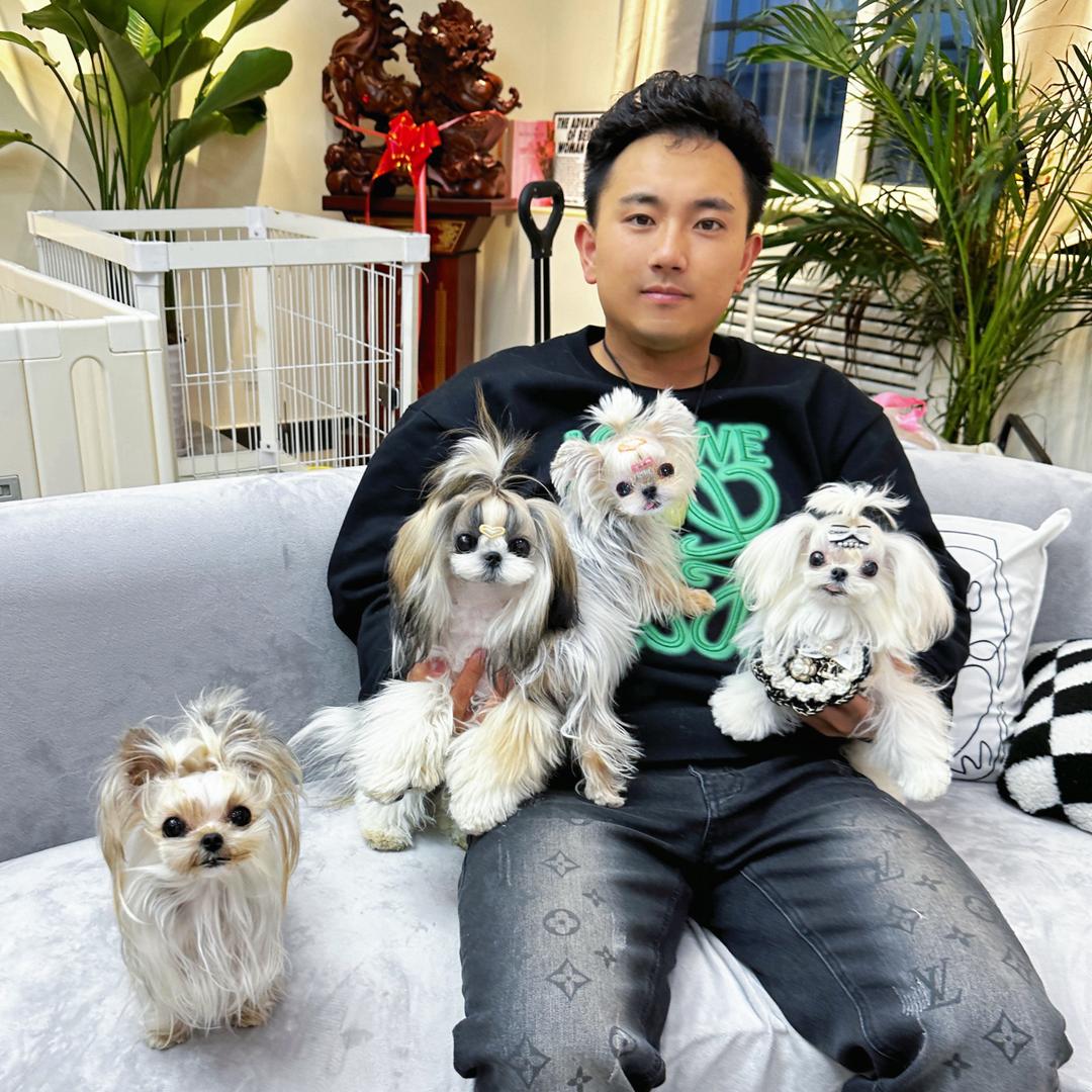 卷毛哥约克夏马尔济斯