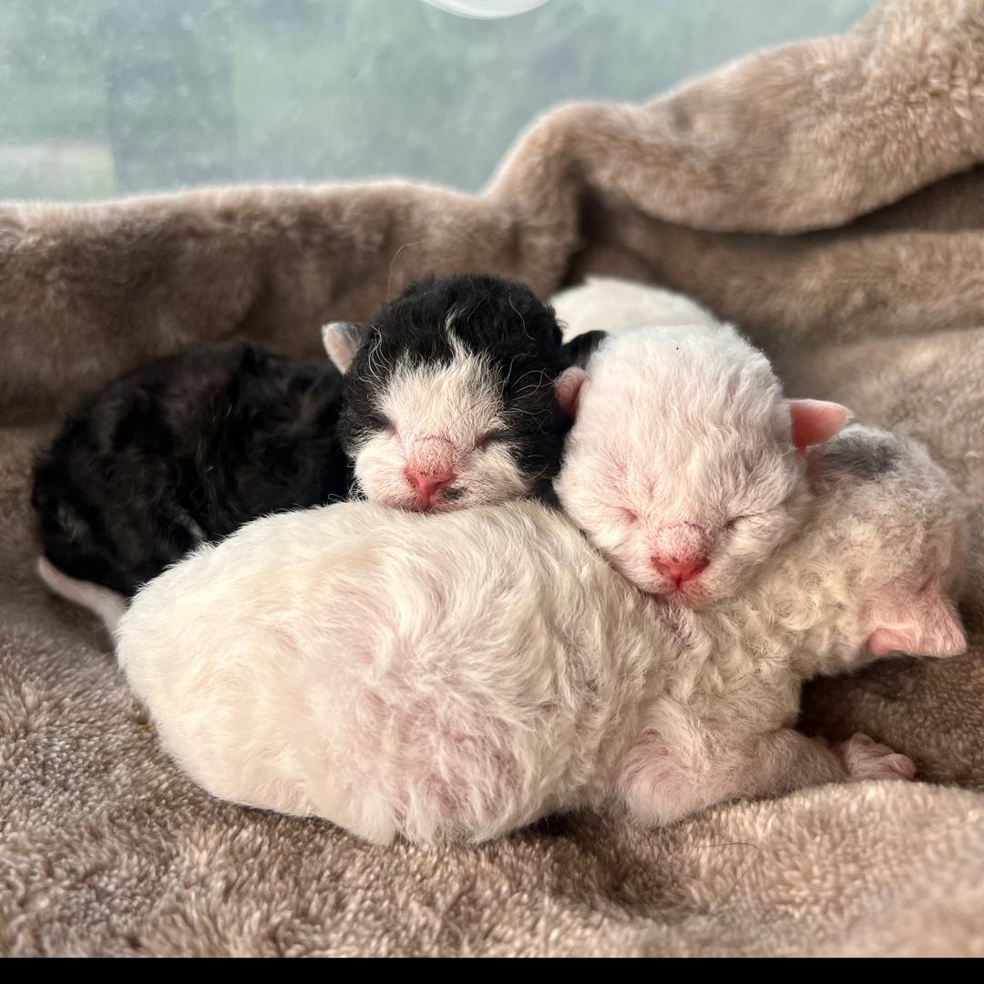猫五猫六头像
