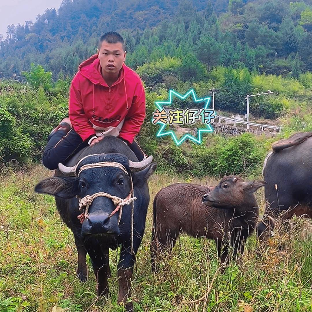 仔仔（放牛娃）