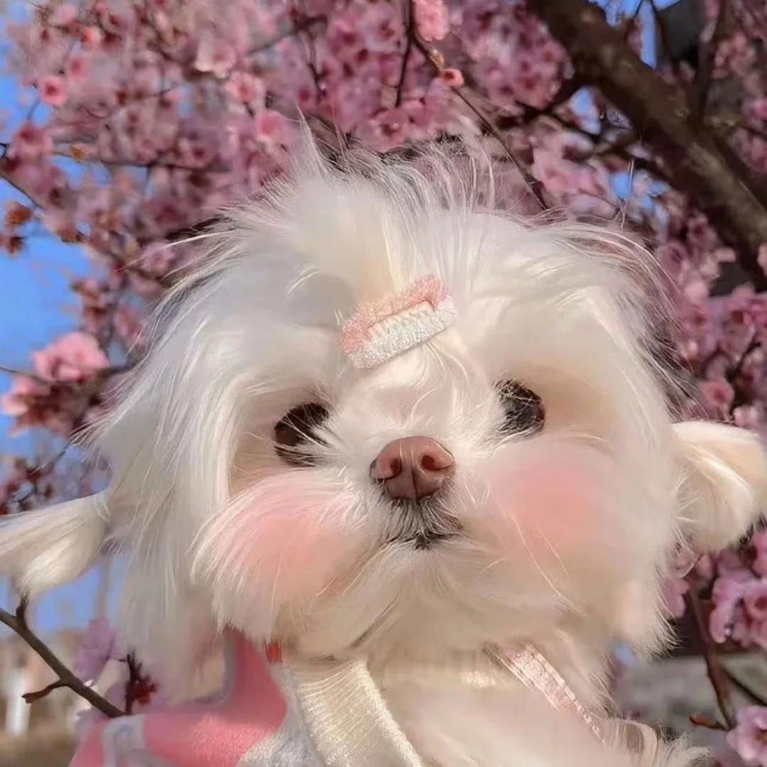 小桃穿什么