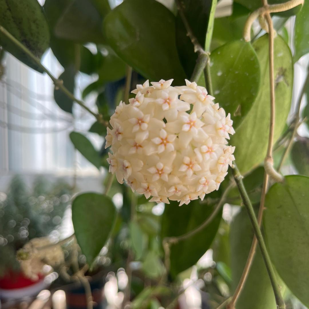 山青花欲燃