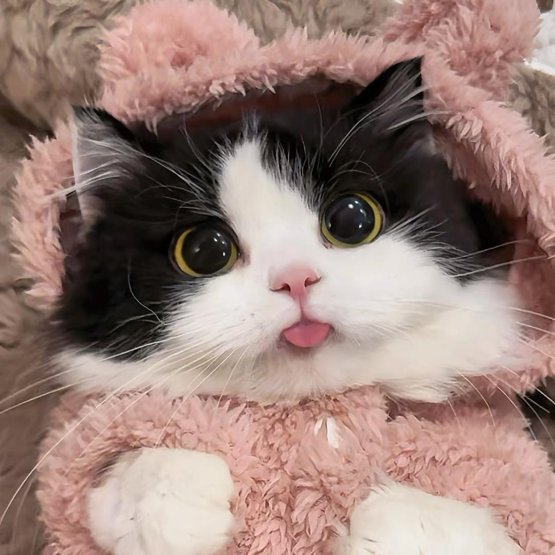 海风家矮脚米努特