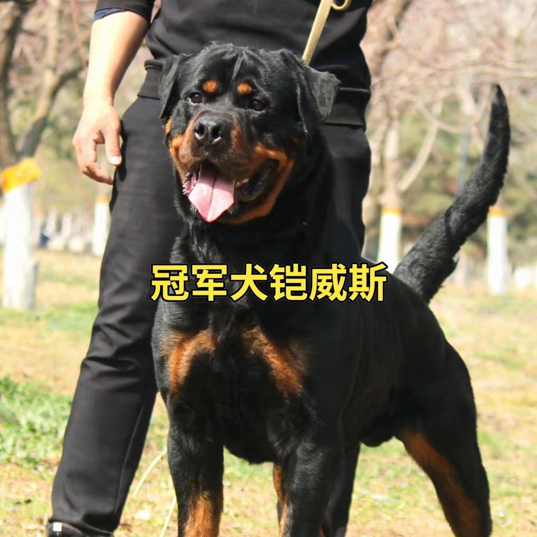 齐鲁罗威纳犬舍（ckurk）