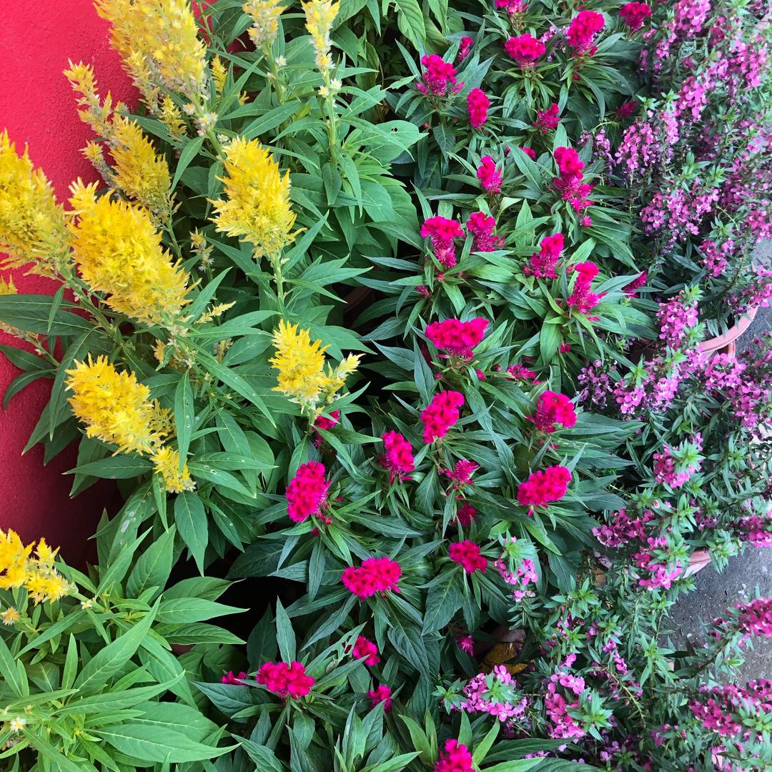 宇龙纺织有限公司刘女士