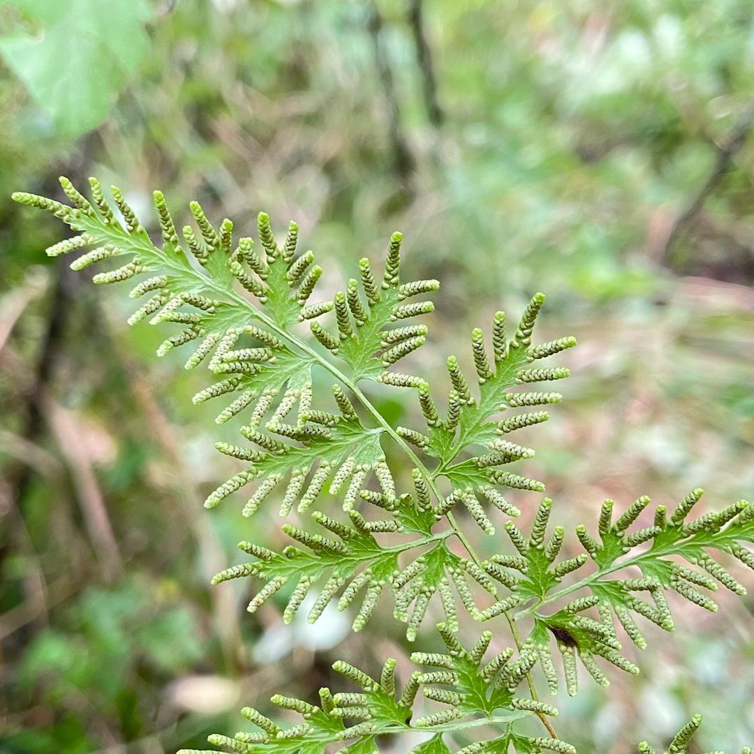 田园拾光🌸廖