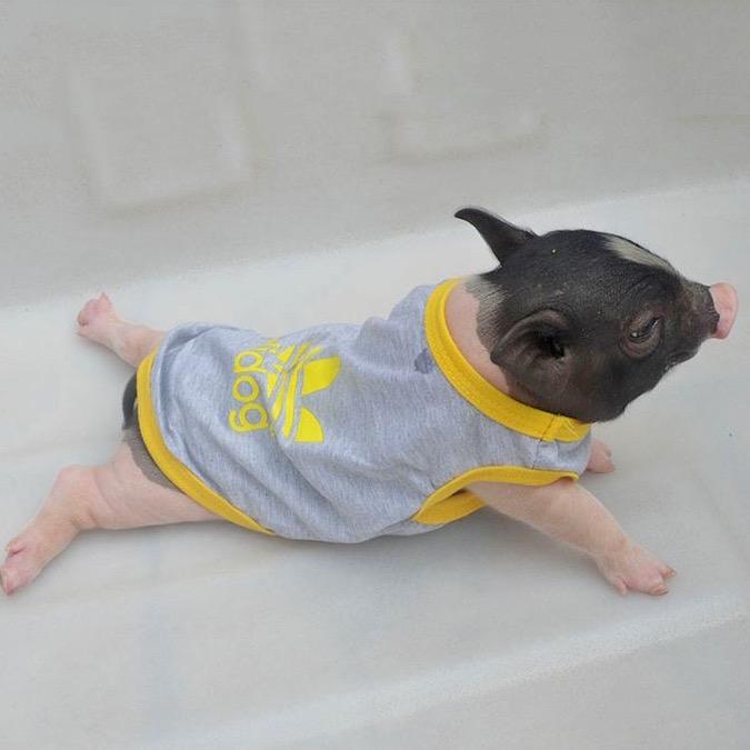 宠物猪🐷嘟嘟