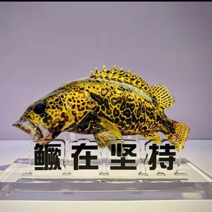 河鳜路亚