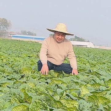 直通车蔬果