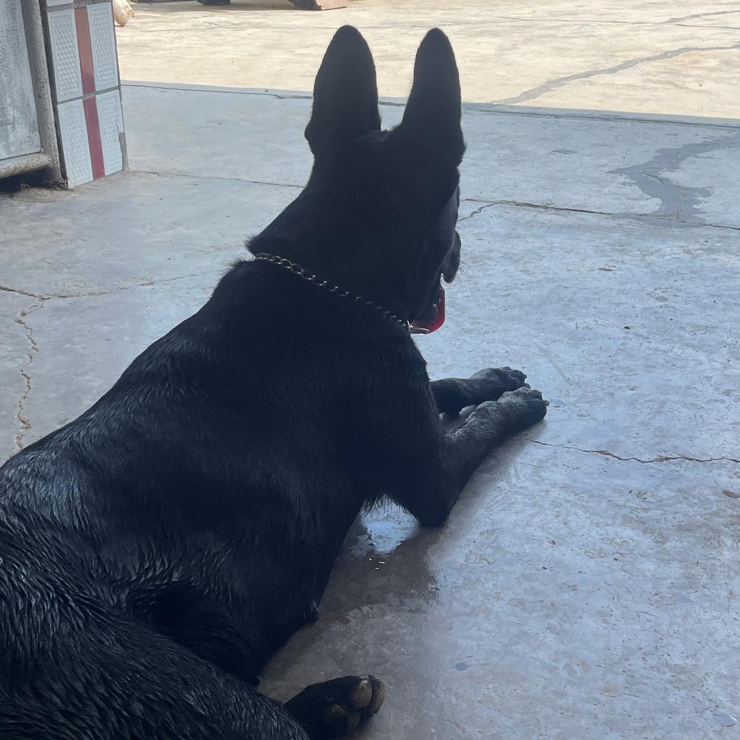 苏北  常胜犬舍（黑狼犬）