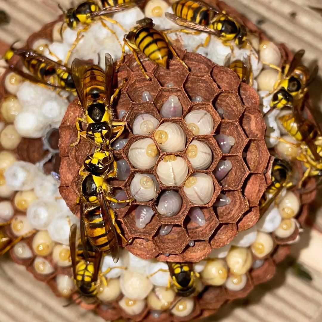 久久蜂业（胡蜂饲料养殖）