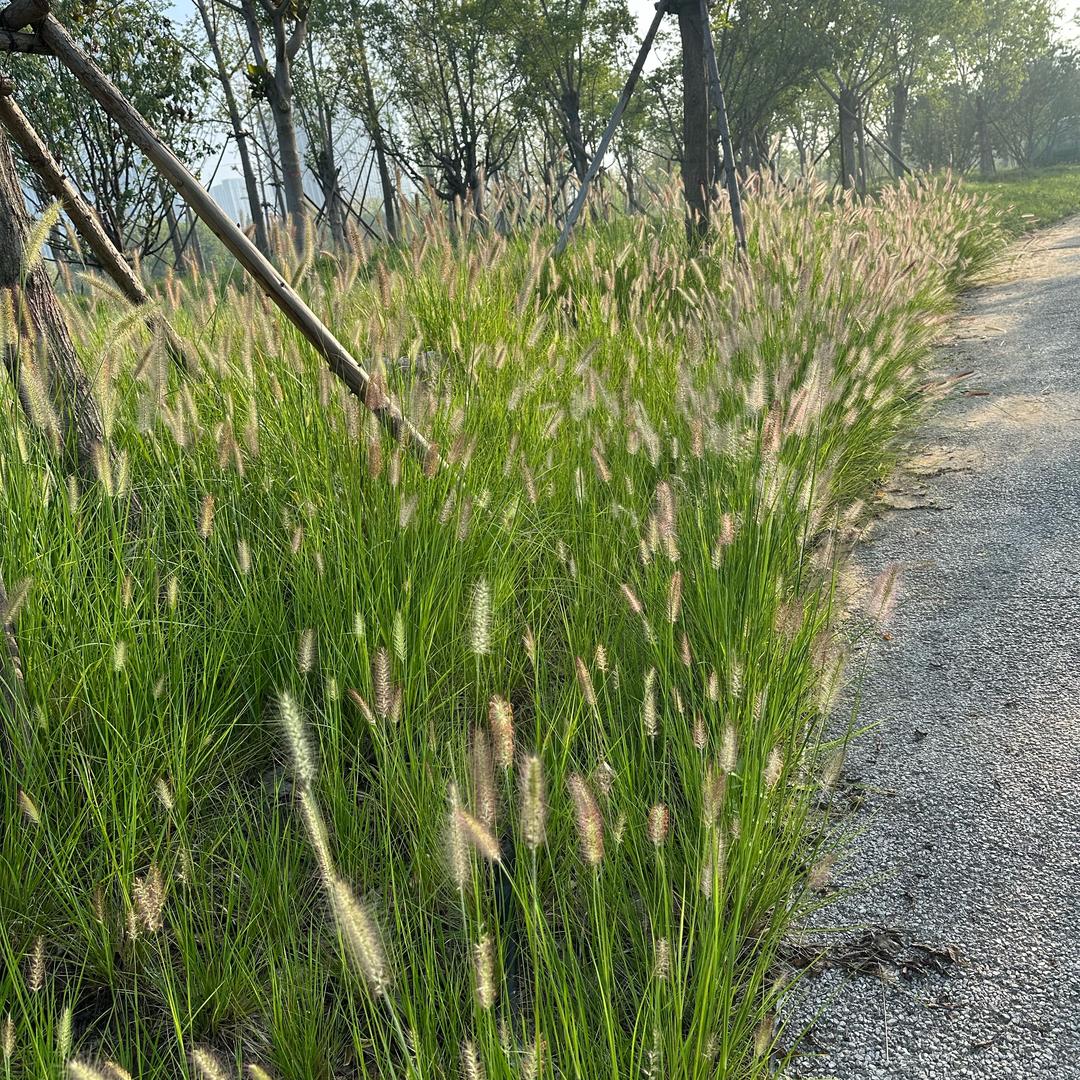 玄念0909