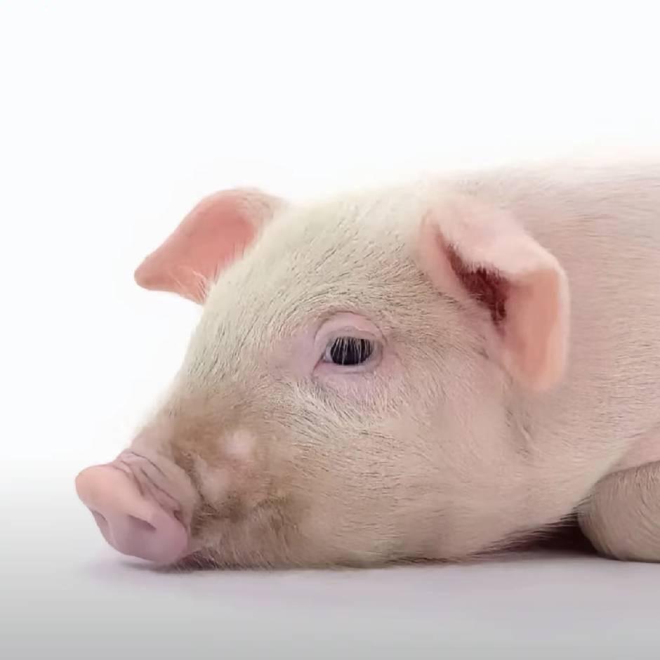 邪恶淋巴肉