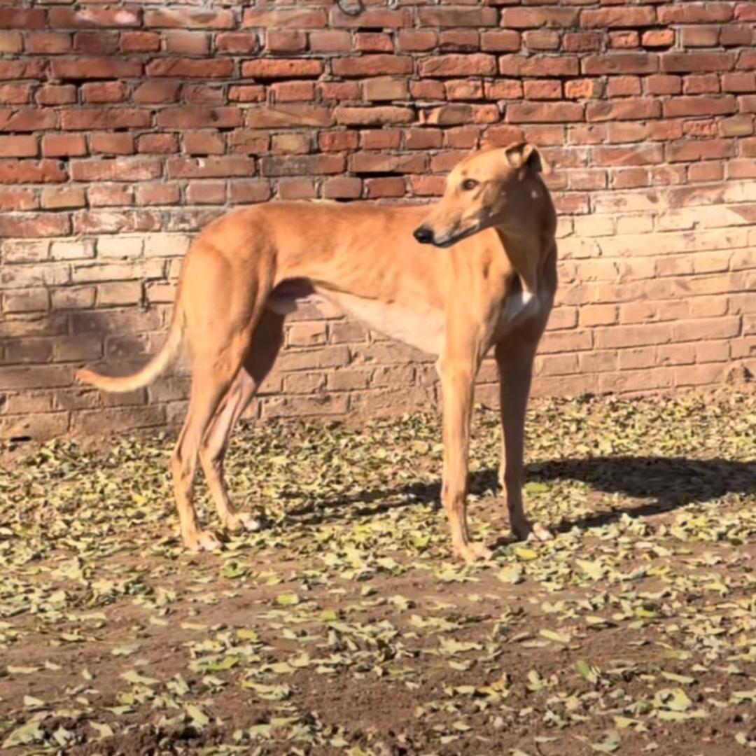 精品猎犬王