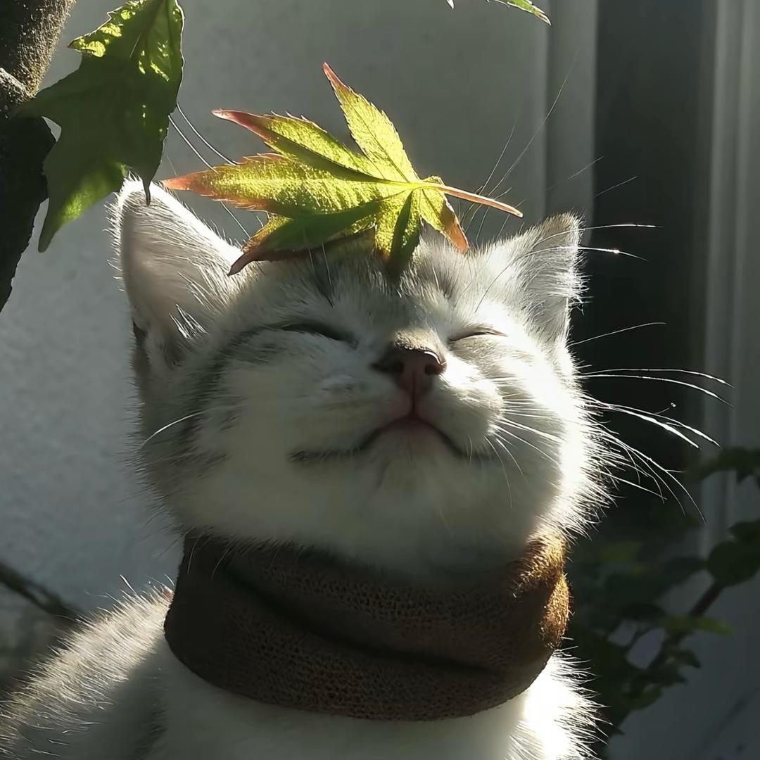 阿尼哈萨呦