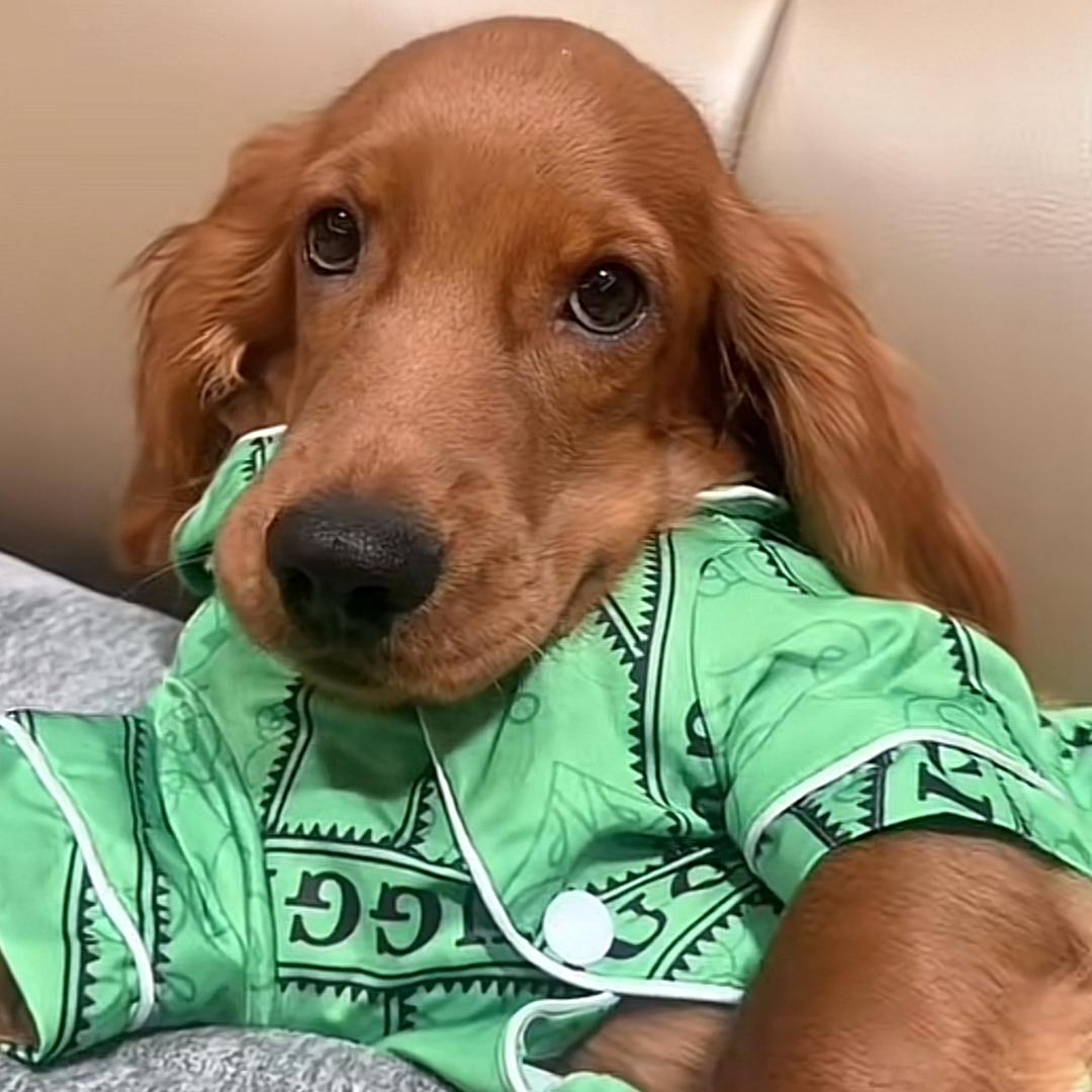 小斗吴迪🐶