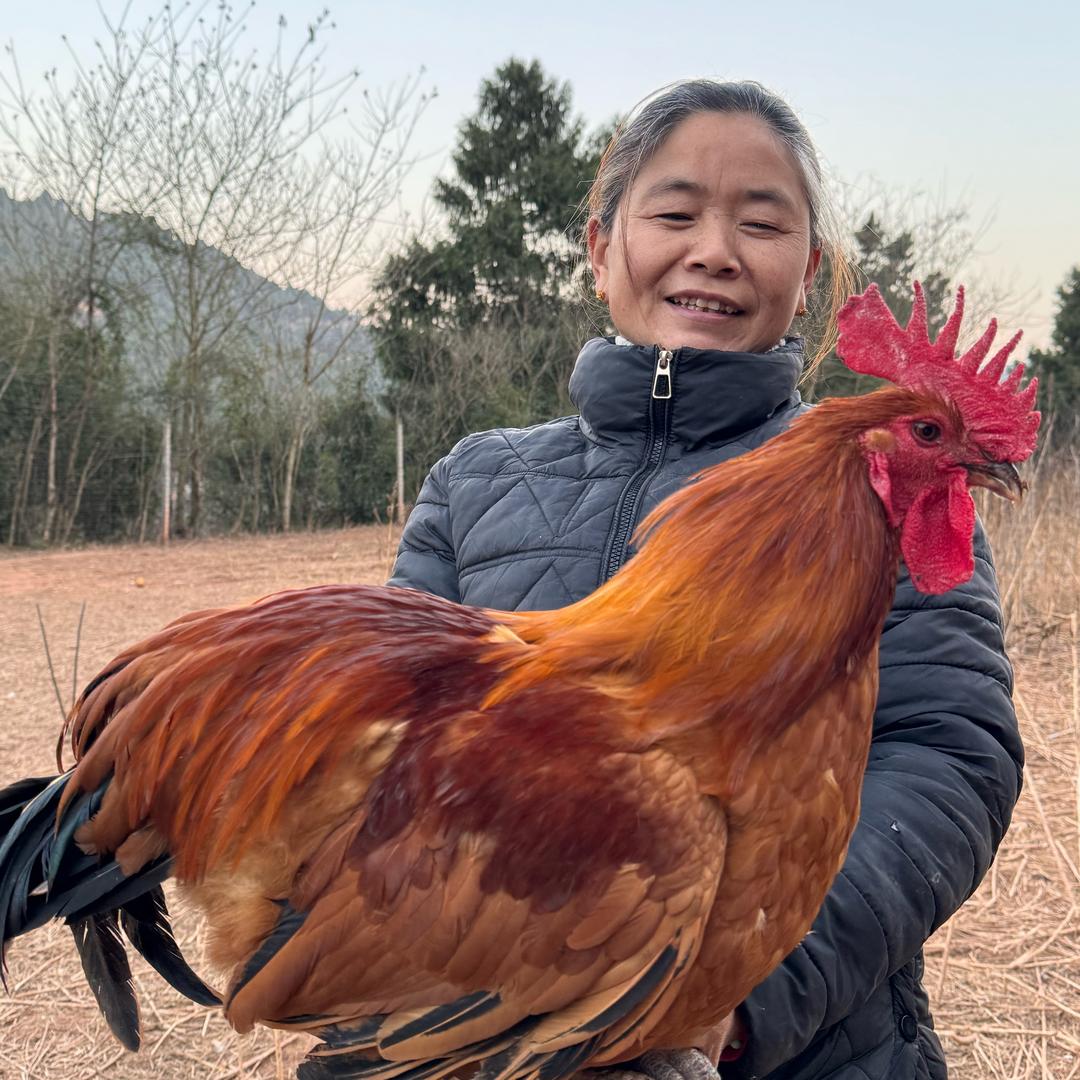 涂小红丰园小红鸡