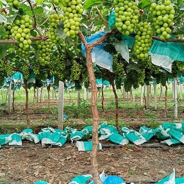 梅苗果树苗木专营店