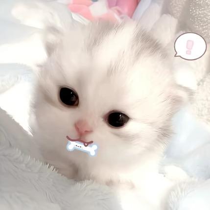 呆萌琪๑˃͈ ᵕ ˂͈๑