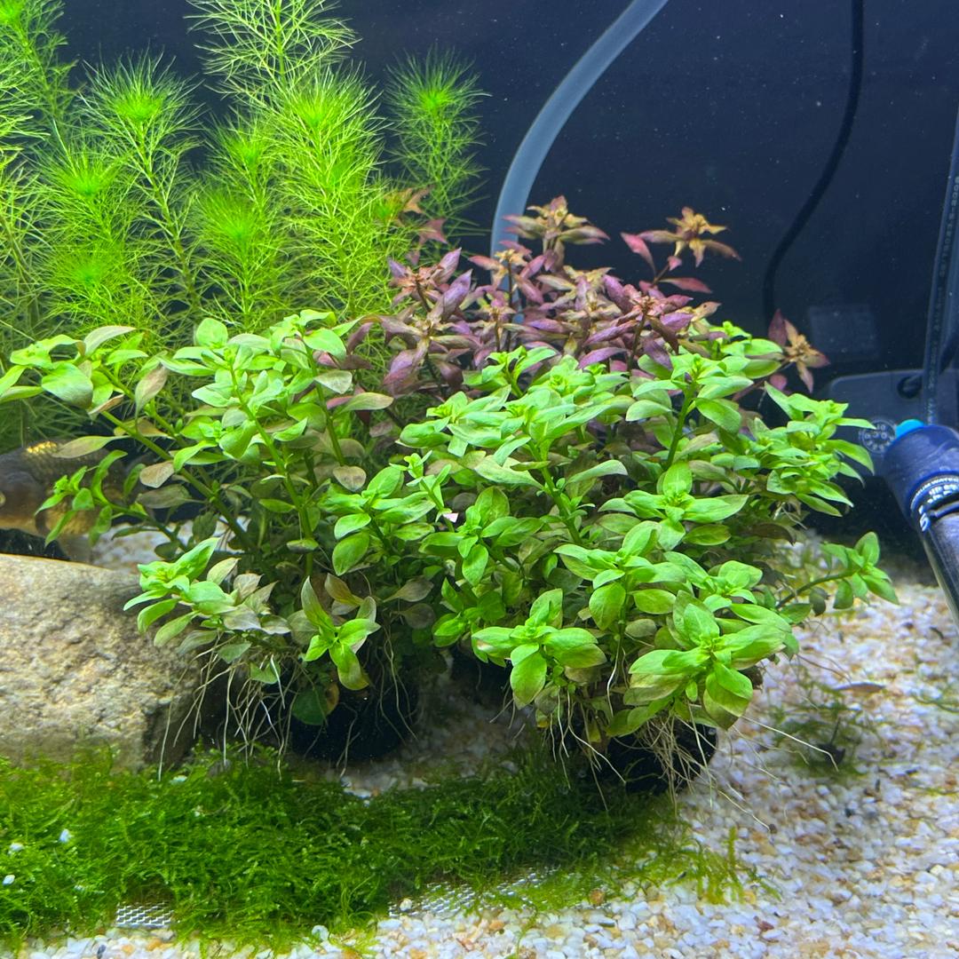 水生草长