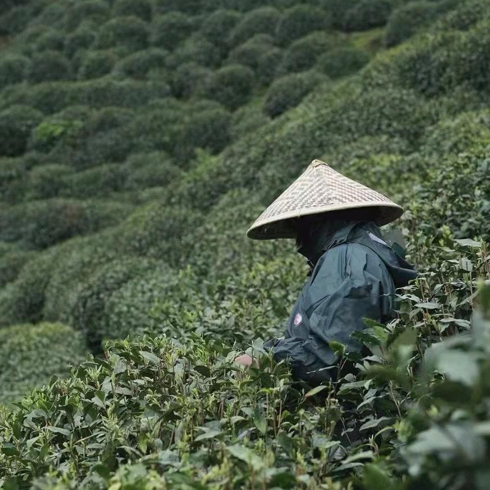 叶墨下午茶