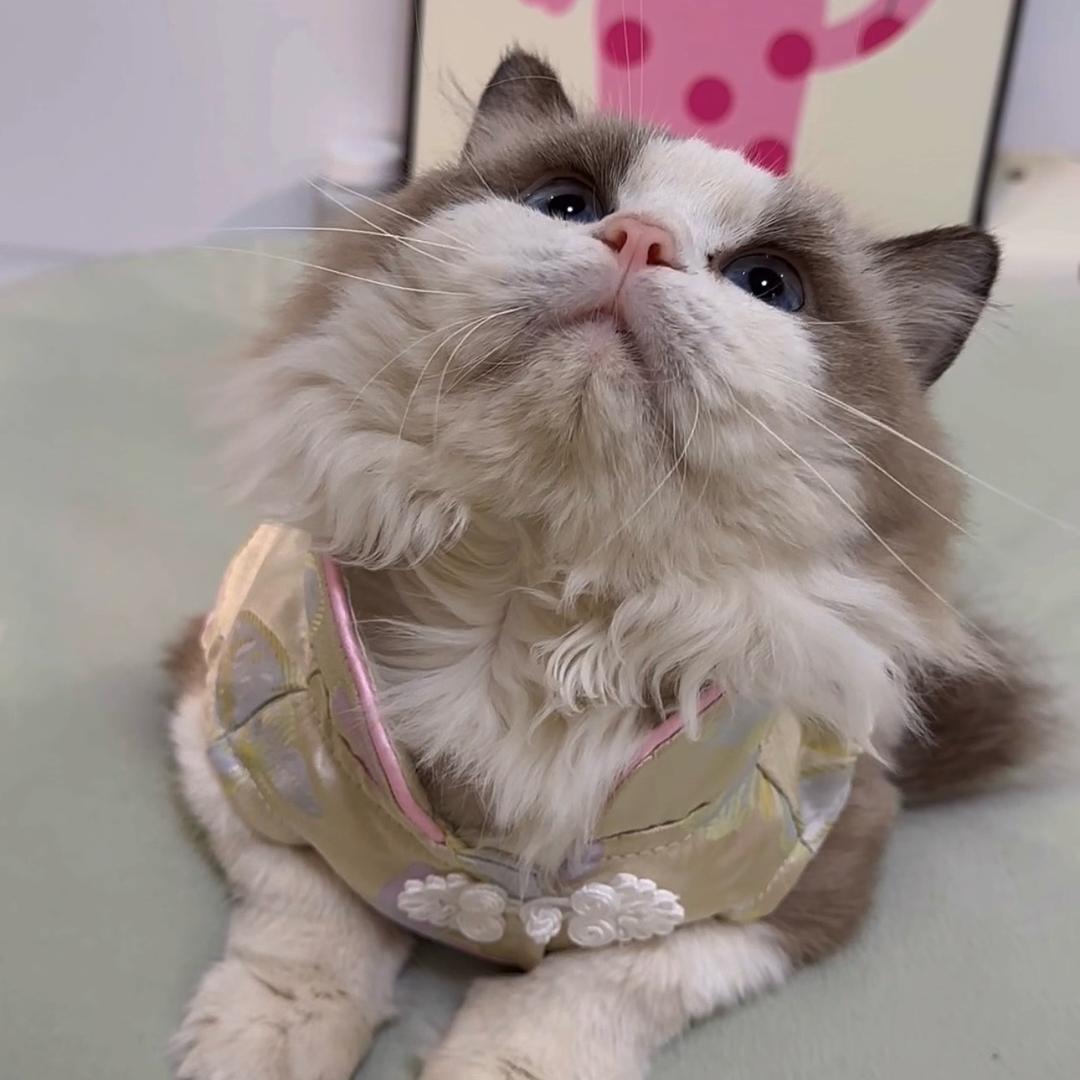 豆花是只布偶猫