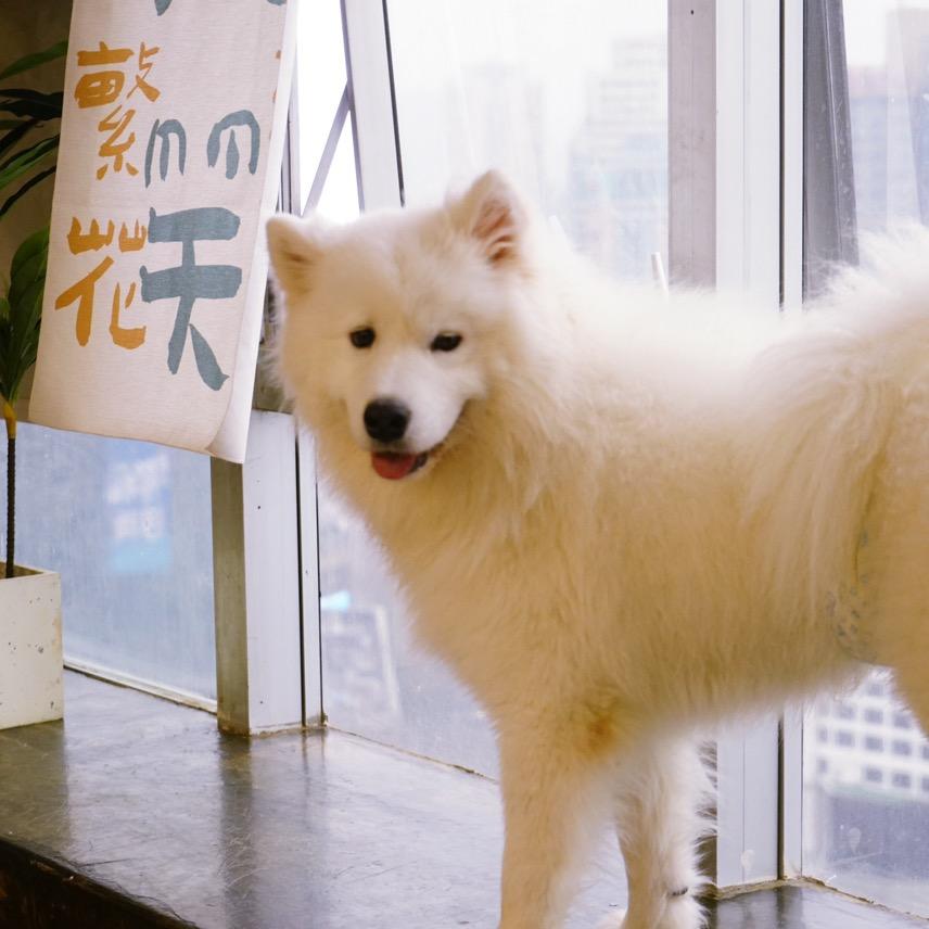 Spring wild萨摩耶主题狗咖猫咖