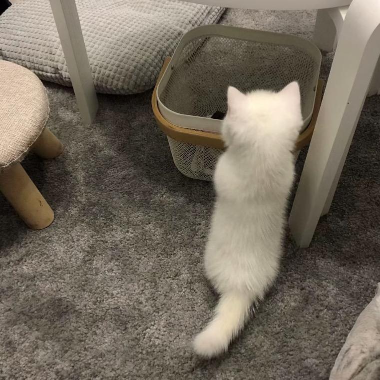 念.