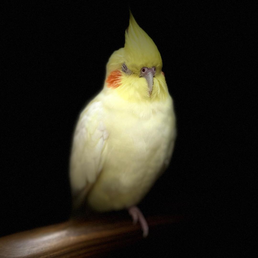 咩咩咩咩咩咩