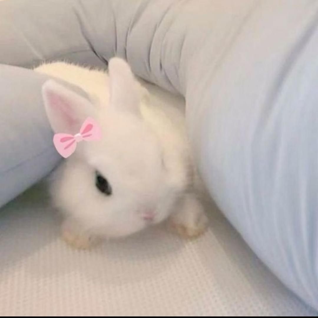 林林子