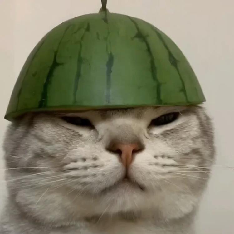 你的谎言好甜
