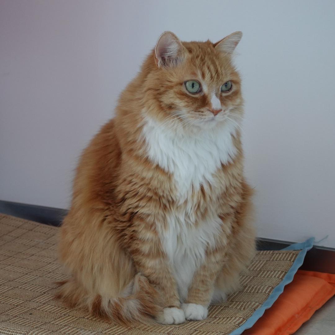 双食记