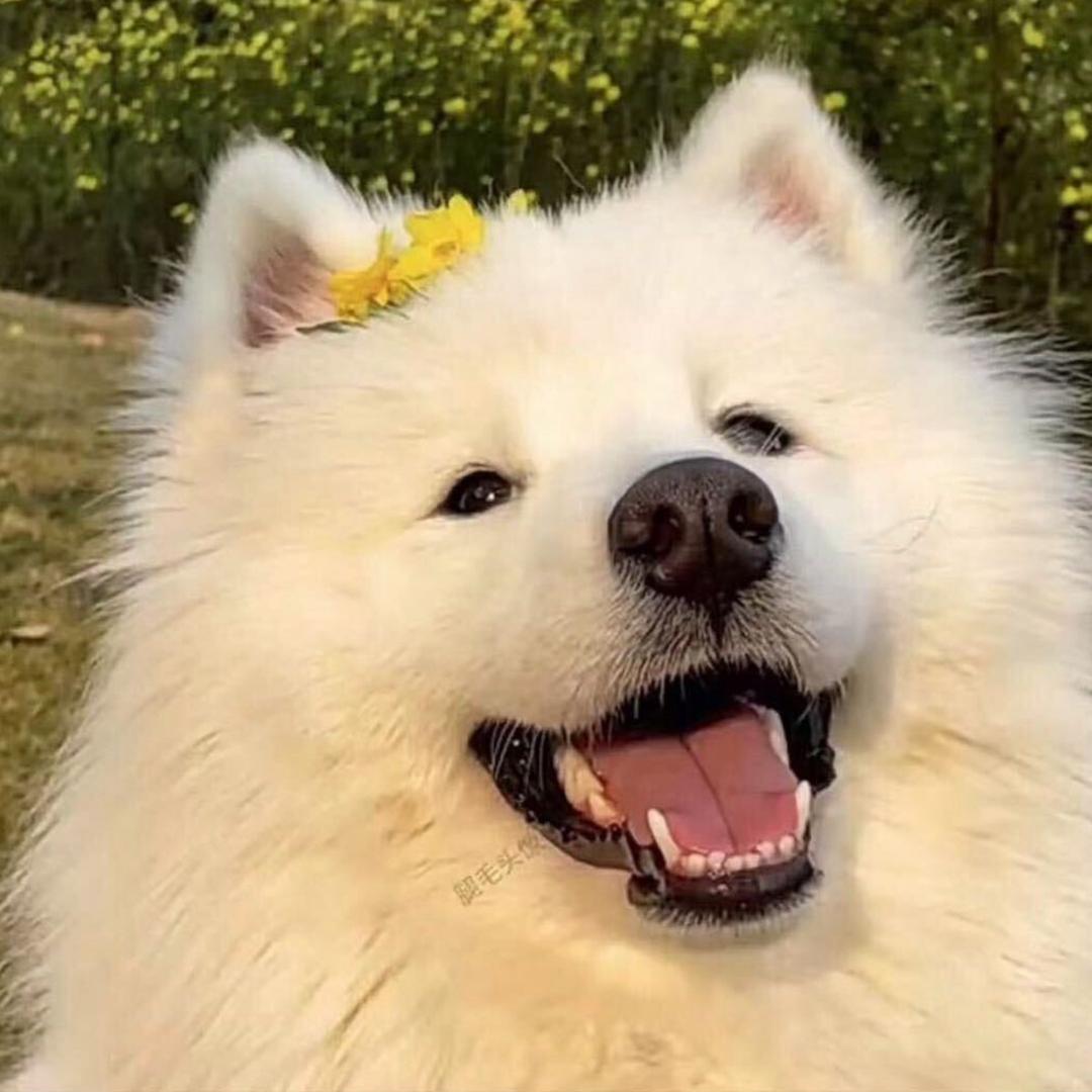 狗欠