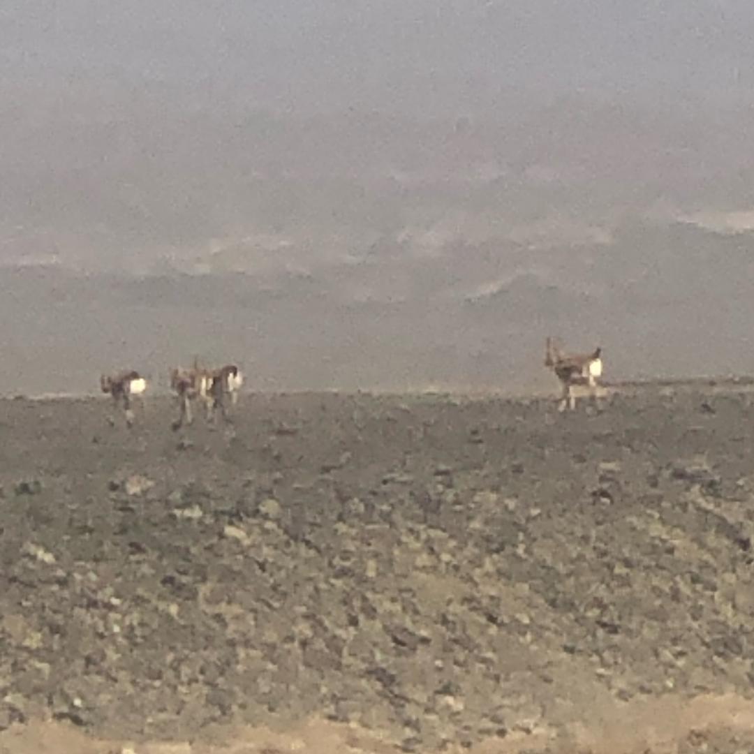 搬石头砸老板的脚