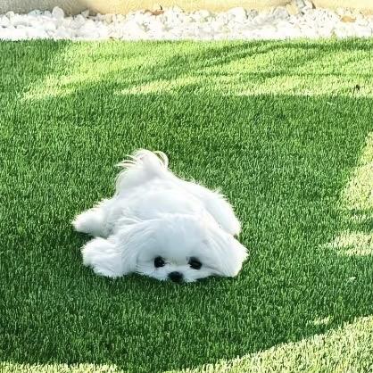 东鸣娱乐1-小孟