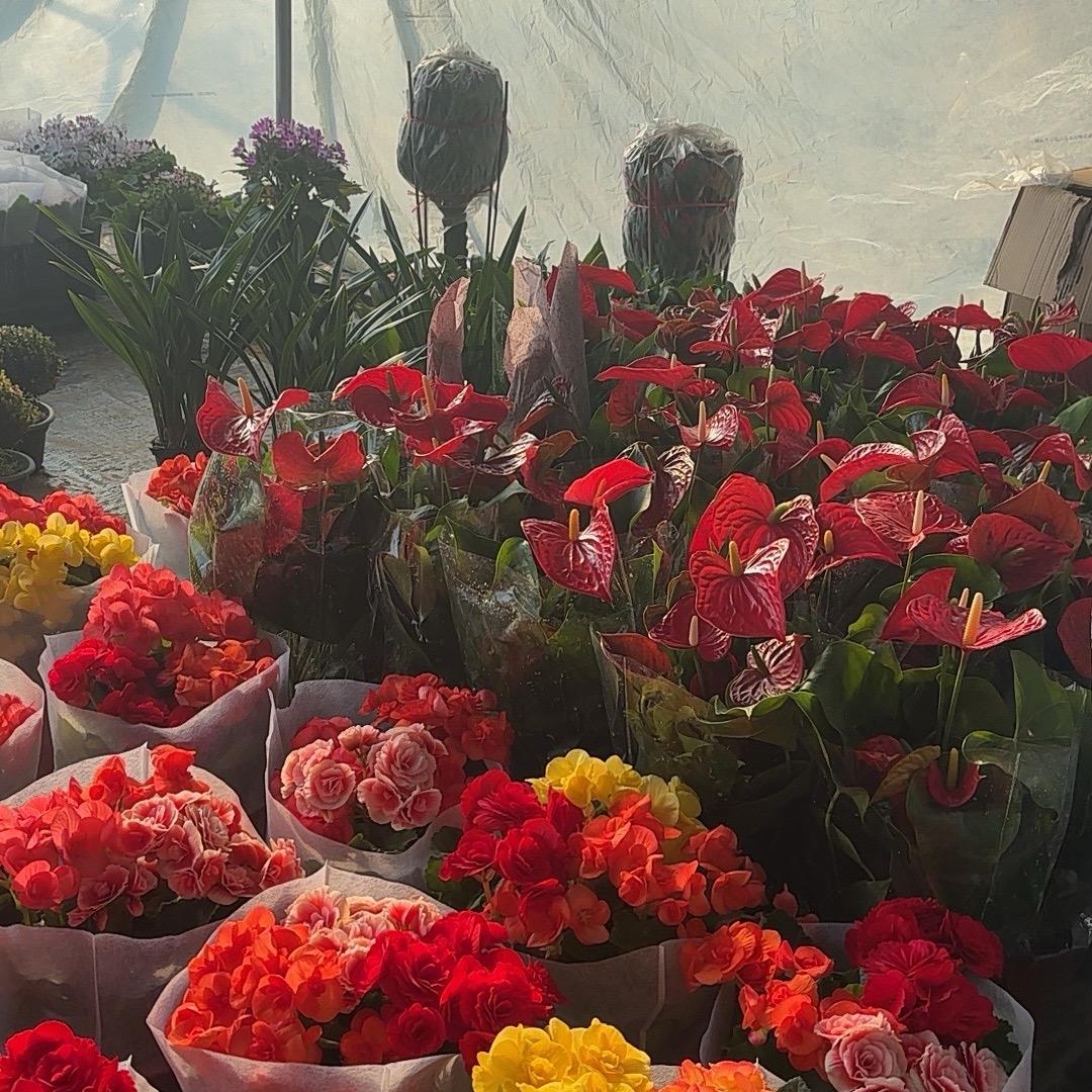倾城花卉