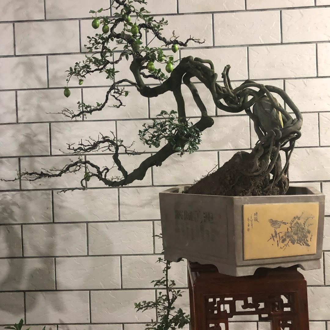 颐庐盆景