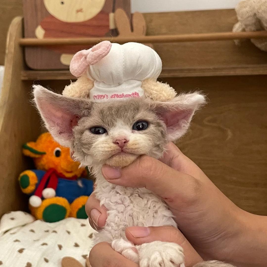 Jerry家的小德文