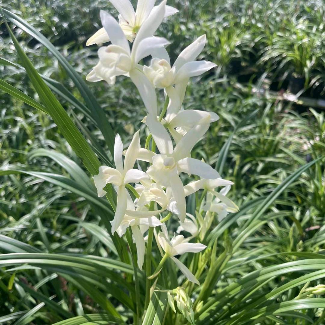 咏泳兰花