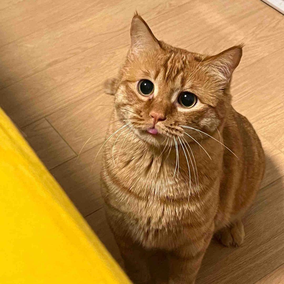 躲猫猫（躺平版）
