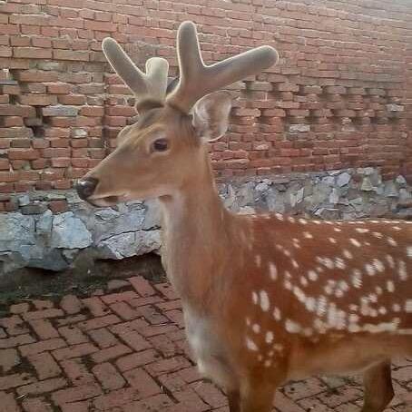 梅花鹿鹿产品🦌