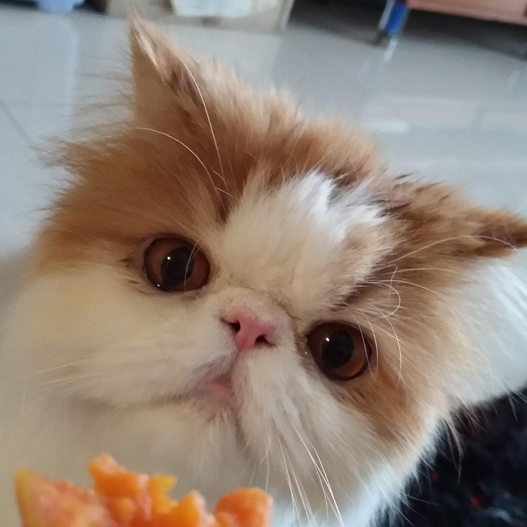 晓枫