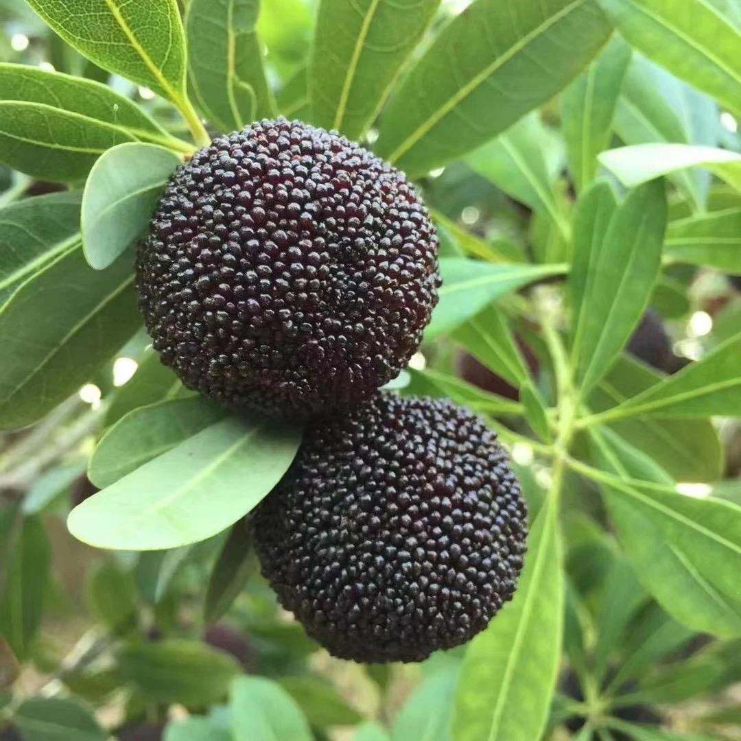 潮汕美食水果店