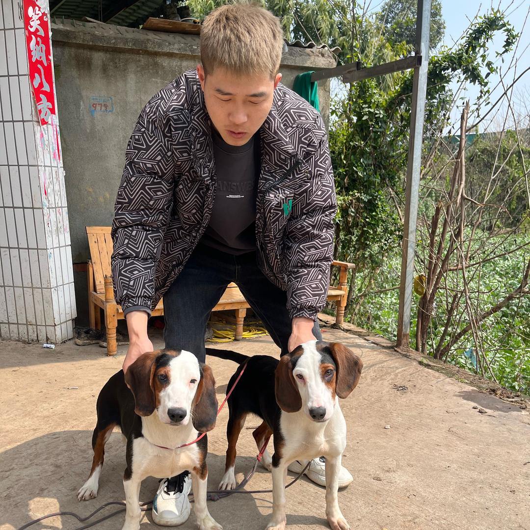 塞尔维亚三色猎犬