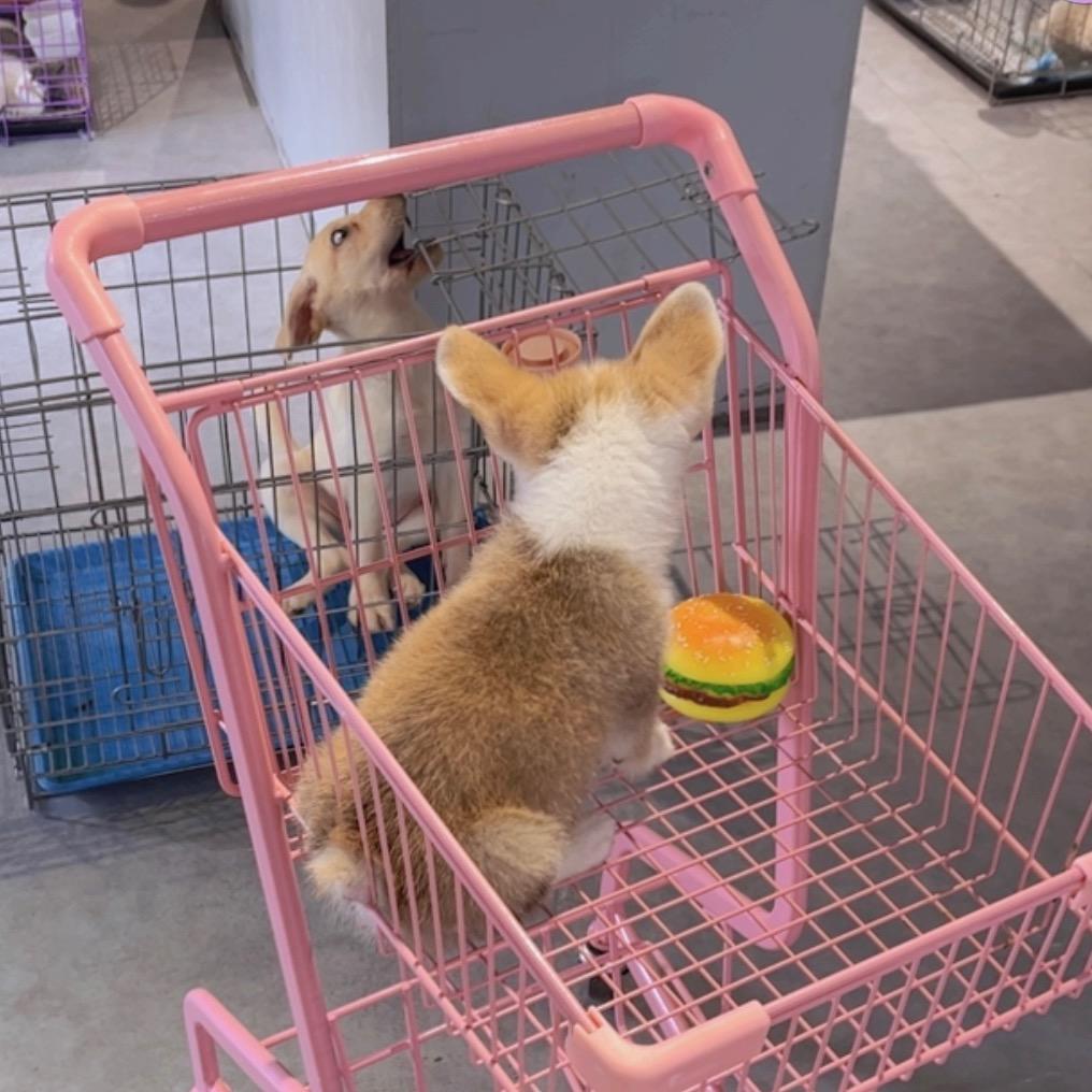 贵阳市经济开发区宠咖宠物店