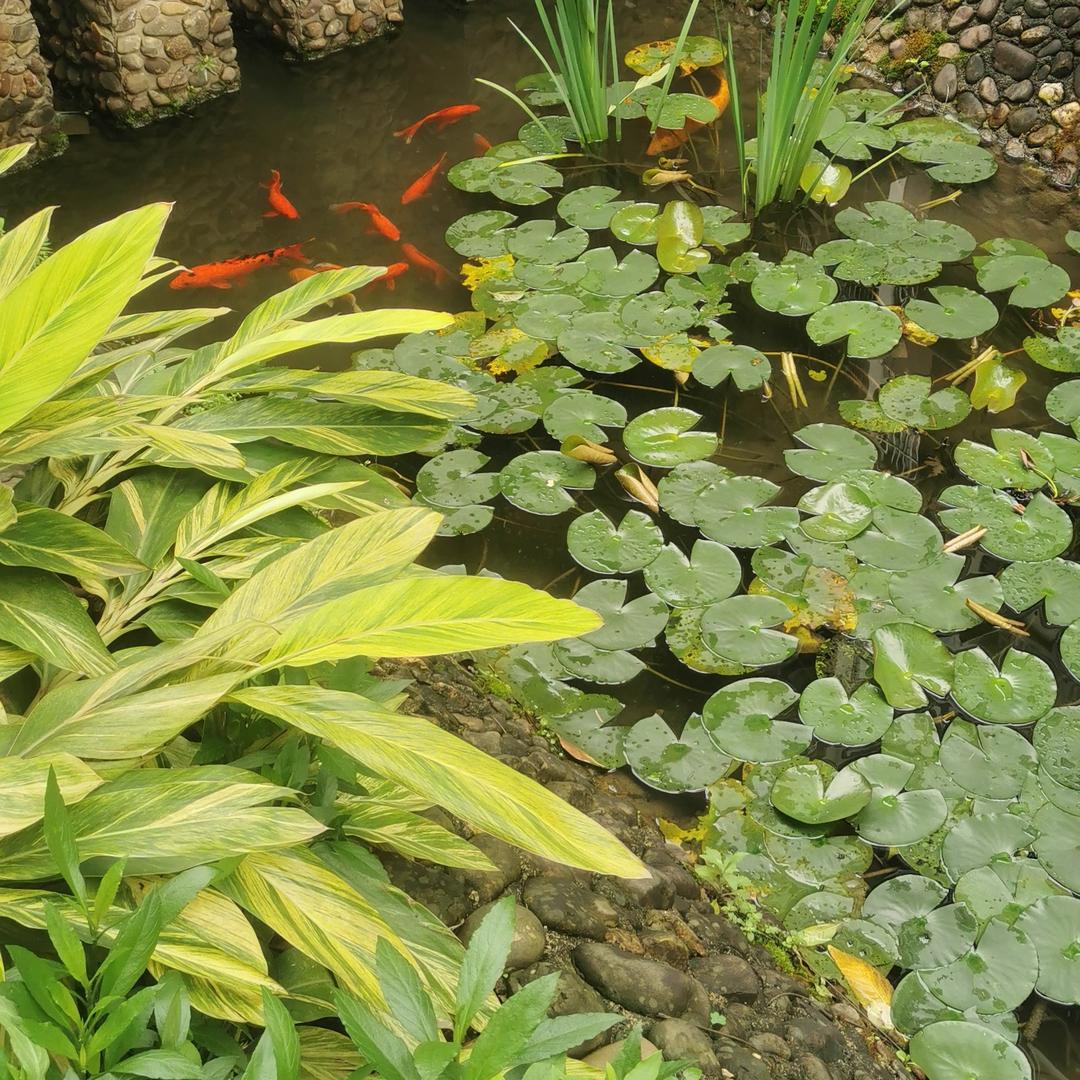 年年有鱼🐠