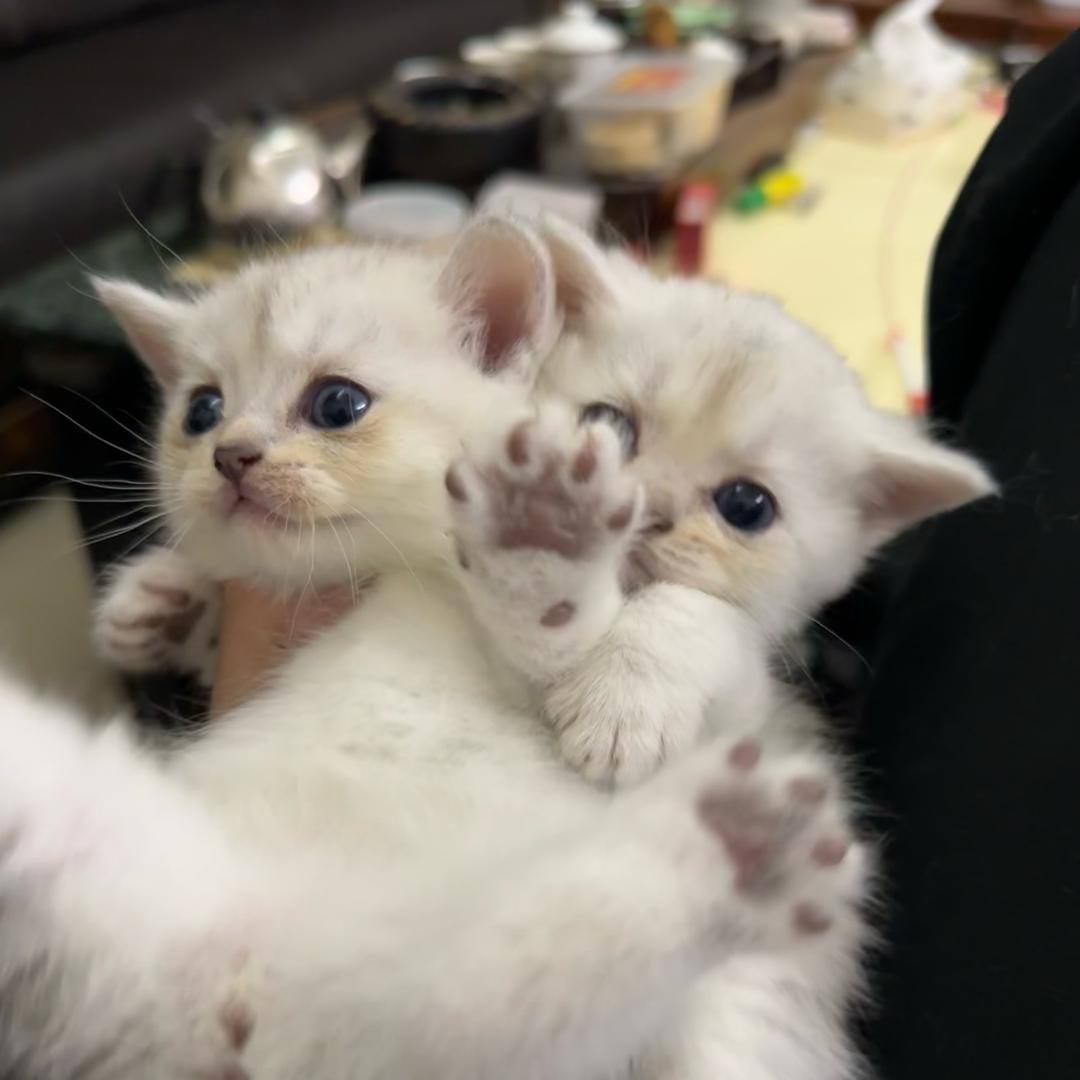 cy（蹦蹦and跳跳）