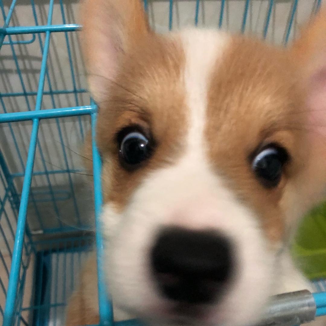 985是只柯基(宠物车载窝版)