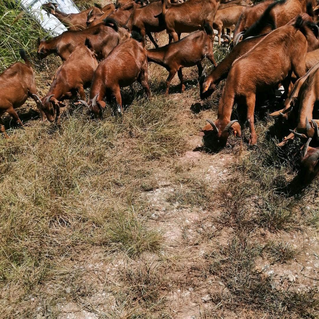 黎平老马生鲜土货